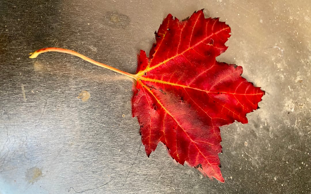 autumn