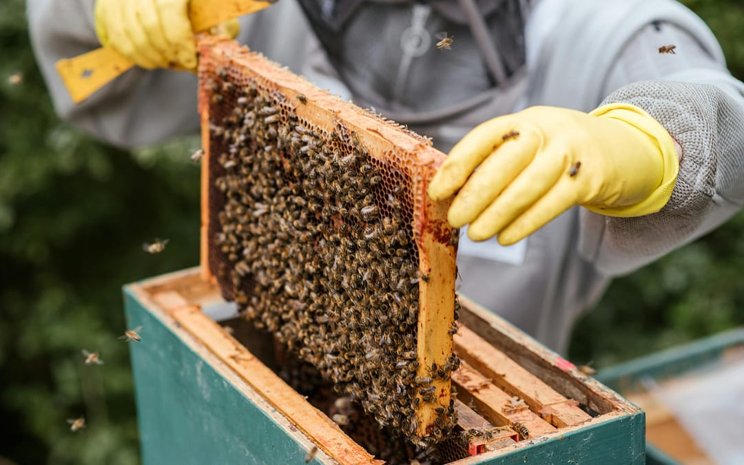 honeybees