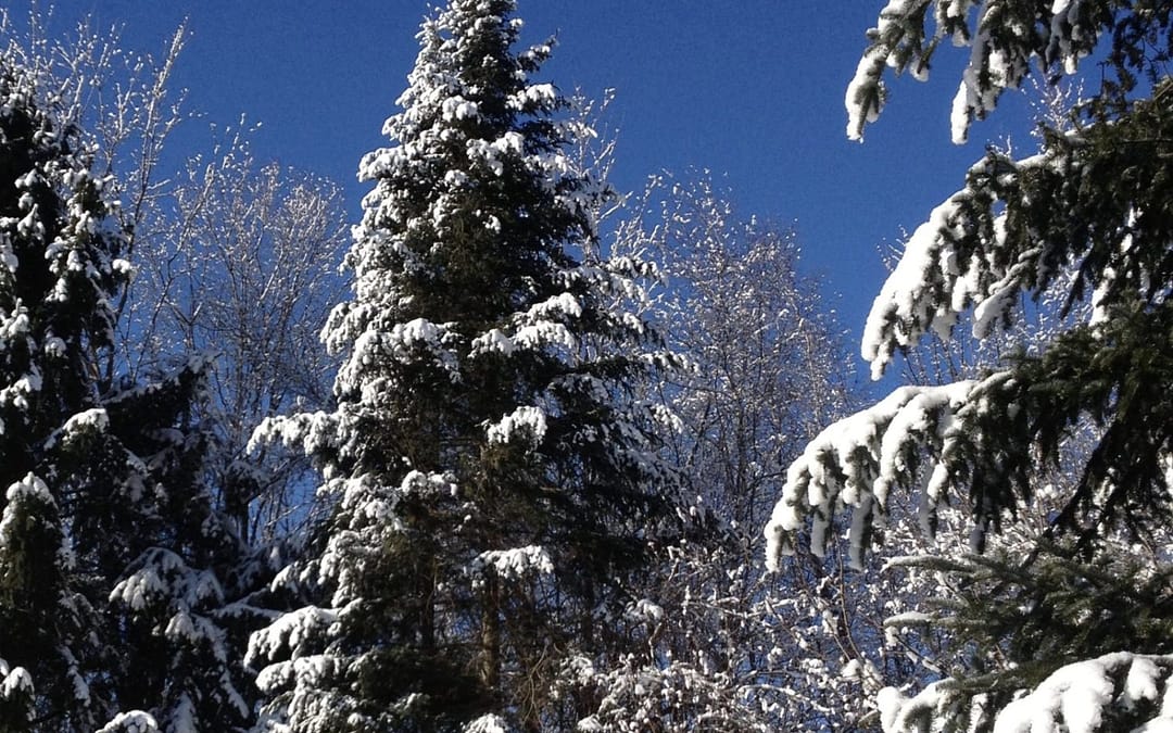THE JANUARY THAW