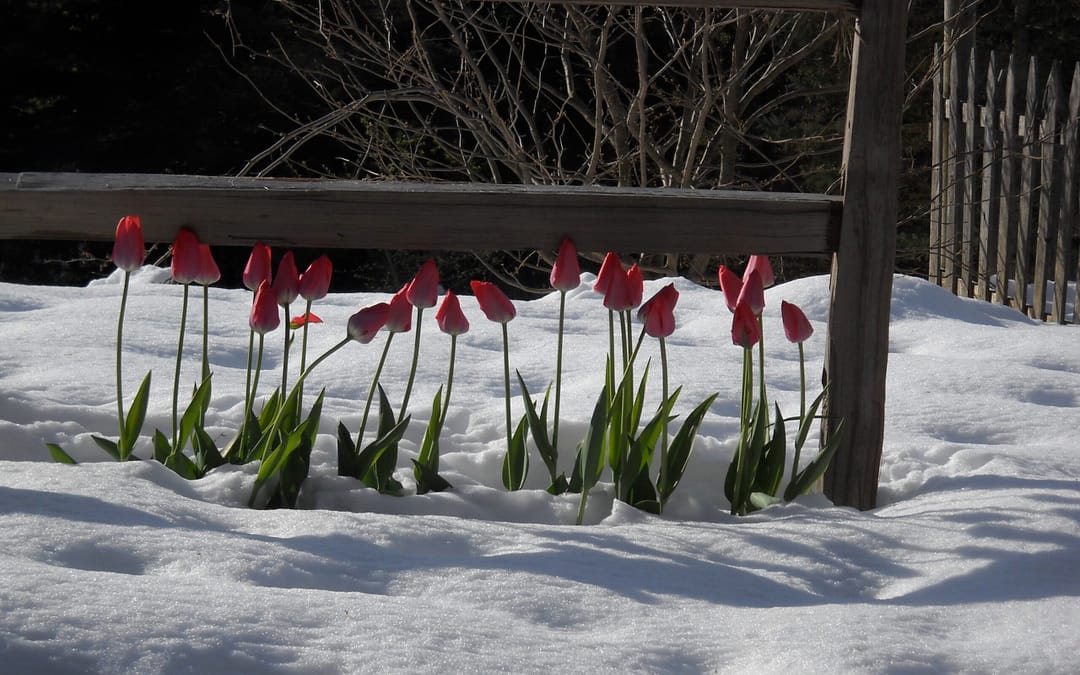 THAW